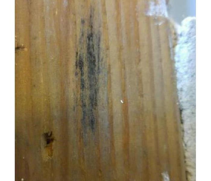 A closeup of a streak of mold growing on a panel.