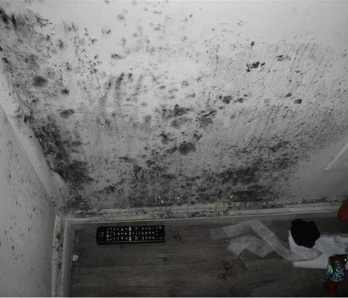 The inside of a white closet with spots of black mold everywhere.