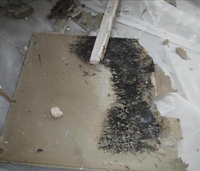 A piece of drywall on the floor with mold growing on it.